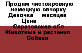 Продам чистокровную немецкую овчарку. Девочка .8 месяцев › Цена ­ 5 000 - Саратовская обл. Животные и растения » Собаки   